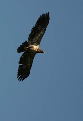 Juvenille Bald Eagle - 2