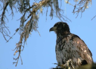 Juvenille Bald Eagle - 1