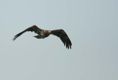 Juvenille Bald Eagle - 4