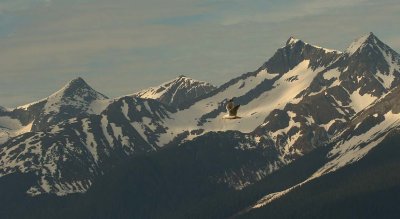 Gull and the mountains