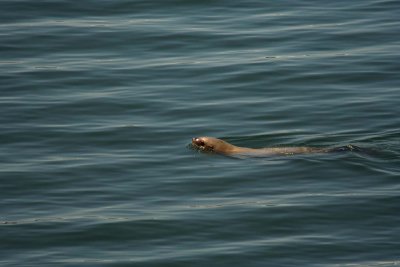 Seal along the coast of Auke Bay