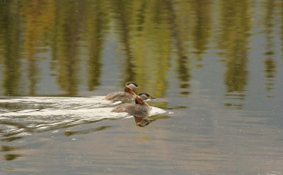 Red-necked Grebe - The Love Birds - 3