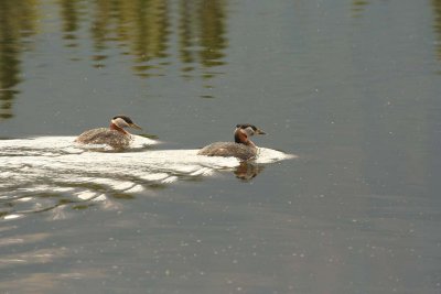 Red-necked Grebe - The Love Birds - 2