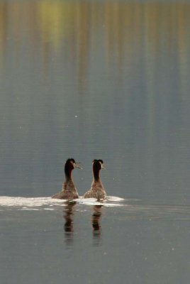Red-necked Grebe - The Love Birds - 5