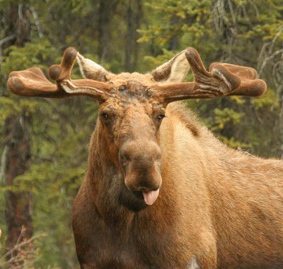 Portrait of a Moose