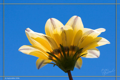 Yellow Flowers