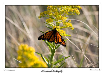 09Oct06 Monarch Butterfly color - 13774