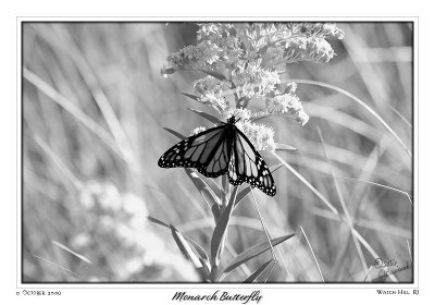 09Oct06 Monarch Butterfly - 13774