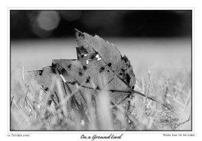 15Oct06 Fall Leaf - 14037