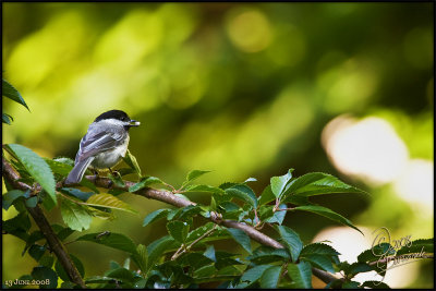 13 - Chickadee (13Jun2008) 20927