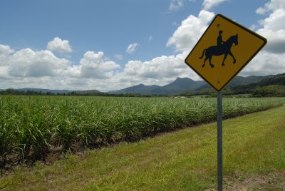 yellowHORSE.JPG