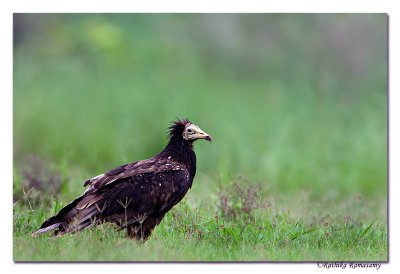 Egyptian Vulture( Neophron percnopterus)Juvinile-3511