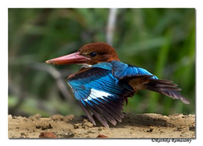 Exercise Time(White-throated Kingfisher)-4581