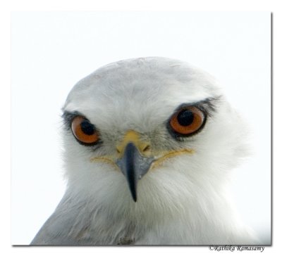 Black-winged Kite (Elanus caeruleus)-3472