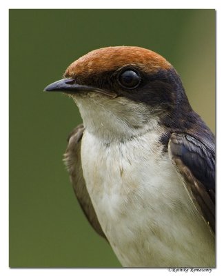 Wire-tailed Swallow-5912