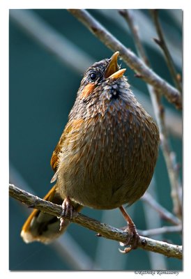 Streaked Laughingthrush(Garrulax lineatus)-7315