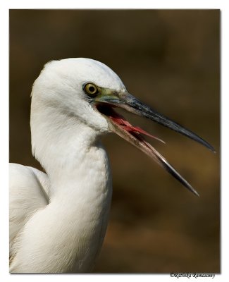 Egret-8222