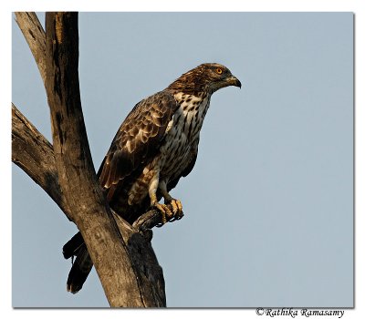 Oriental Honey Buzzard(Pernis ptilorhynchus)-D2X0012