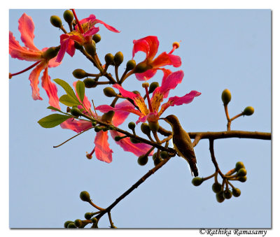 Sunbird on Floss Silk tree -D2x009