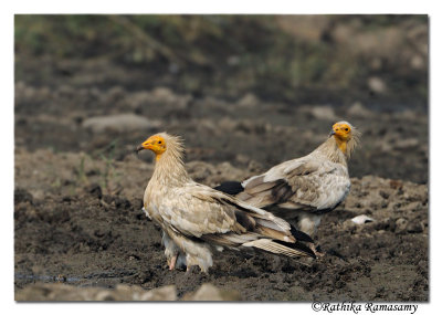 Egyptian Vulture (Neophron percnopterus)_DD32299