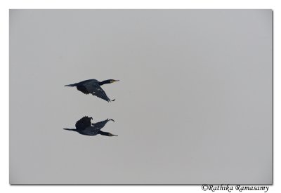 Little Cormorant (Phalacrocorax niger)_DD33824