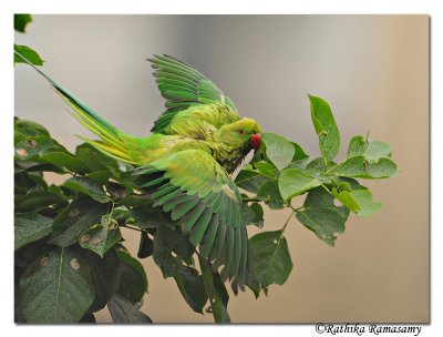 Parakeet in the rain _DD34960