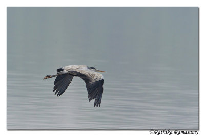 Grey Heron (Ardea cinerea)_DD35635