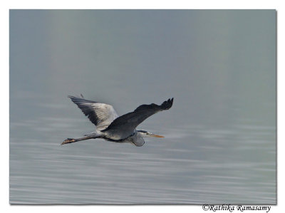 Grey Heron (Ardea cinerea)_DD35637