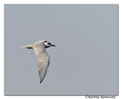 Rivertern(Sterna aurantia)_DD35765