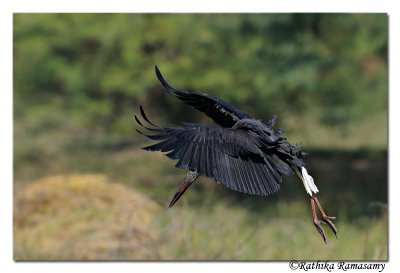 Woolly-necked Stork(Ciconia episcopus)_DD36415