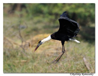 Woolly-necked Stork(Ciconia episcopus)_DD36416