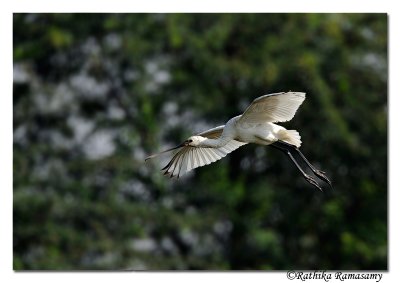 Eurasian Spoonbill(Platalea leucorodia)_DD36644