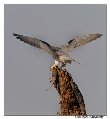 Black-winged Kite (Elanus caeruleus)_DD35962