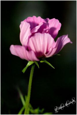 IMG_2540b  Cosmos