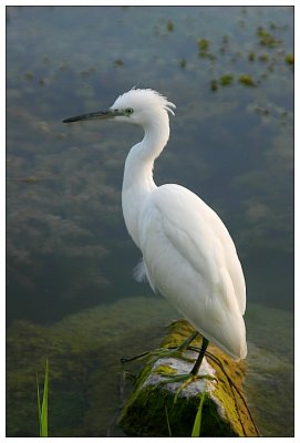 Little Egret