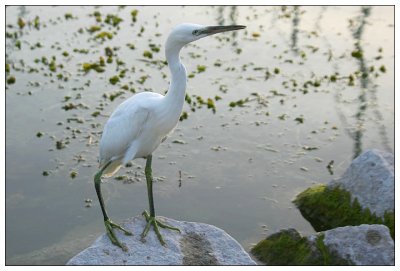 Little Egret II