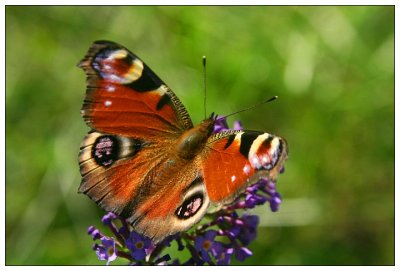 Peackock Butterfly - Tagpfauenauge