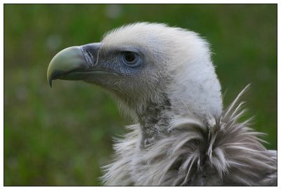 Eurasien Black Vulture