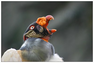 King Vulture