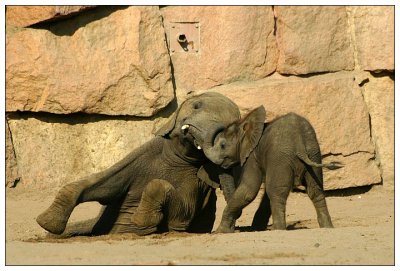 Playing Little Elefants