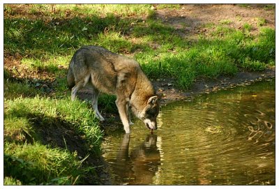 European Wolf