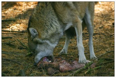 European Wolf