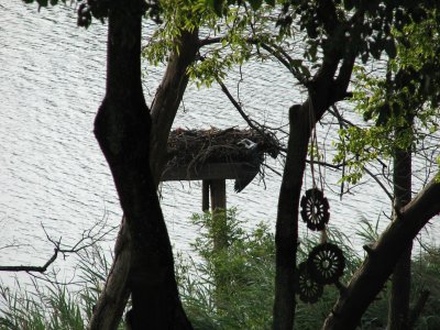 Osprey 2008 - The demise of three Osprey young