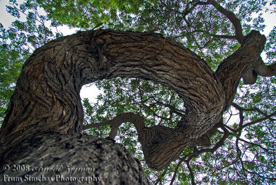 Looking up at a gnarly tree