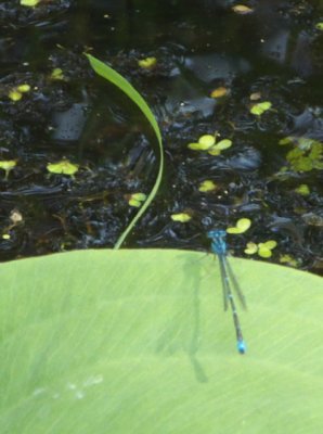 Enallagma exsulans ( Stream Bluet)