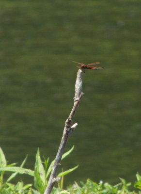 Celithemis elisa (Calico Pennant)