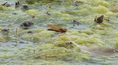 Perithemis tenera (Eastern Amberwing)