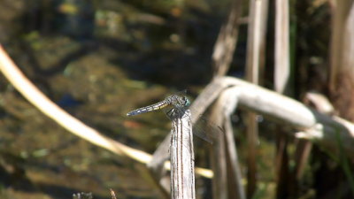 Erythemis simplicicollis (Common Pondhawk)