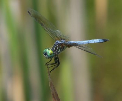 Pachydiplax longipennis (Blue Dasher)