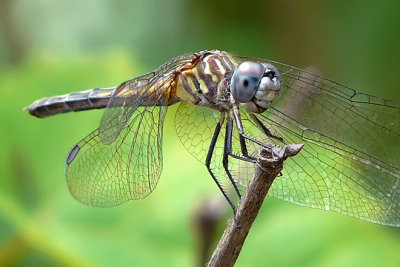Pachydiplax longipennis (Blue Dasher)